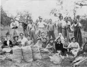 Trabajadores algodón en Villaverde del Rio, Sevilla, en los años 60.